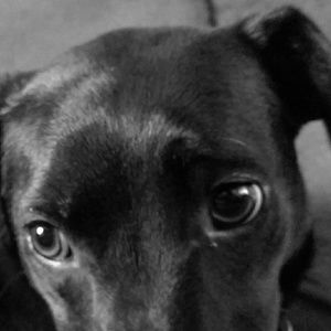 Meet your Posher, Dana